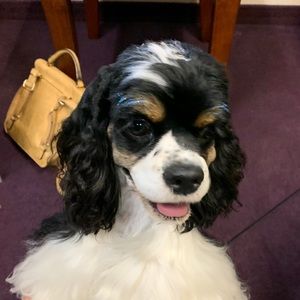 Meet your Posher, Oscar